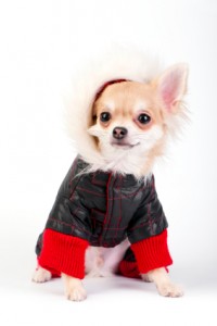 Forest Park, Oak Park, Eastside Suburbs Pet Care Sitting Safety