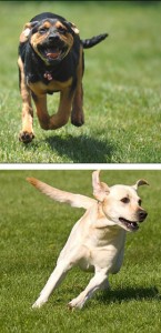 Woodridge-Naperville-Dog-Walking-Parks
