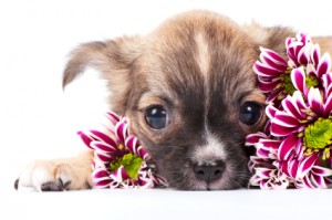 Pet Safe Gardening