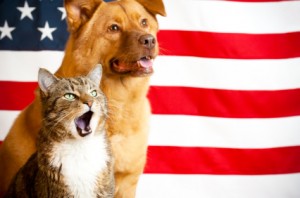 Pet Safety On The Fourth of July
