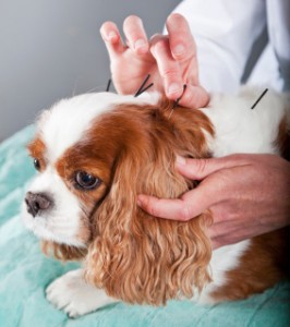 Veterinary Acupuncture