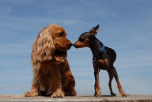 Dog Meet and Greets