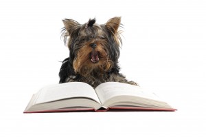 Dog Training and Education