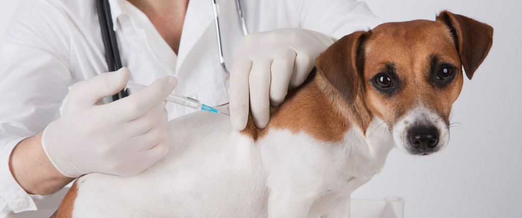 Behind the Acronyms of Dog Vaccines