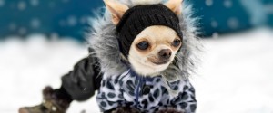 Winter Pet Safety