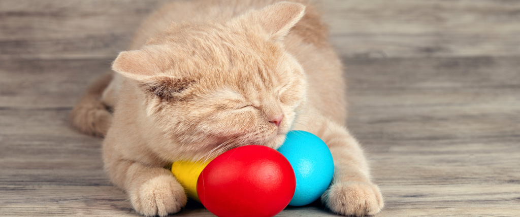 Easter-Safety-Kitty