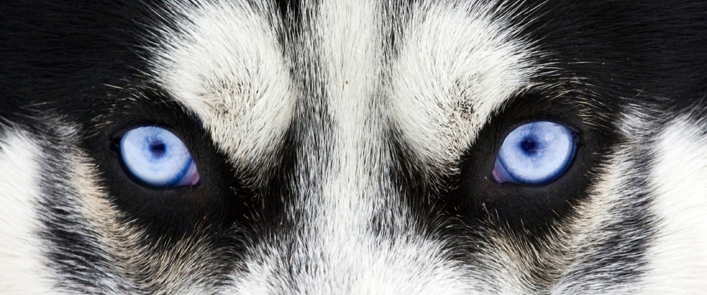 Close up on blue eyes of a dog