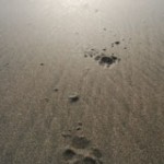 PawsInTheSand