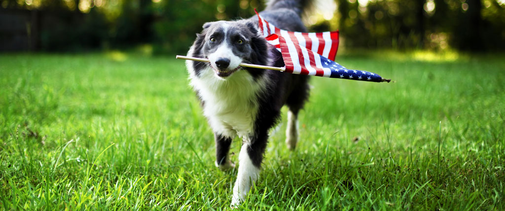 Featured image for “Fireworks and Frightened Floofins”