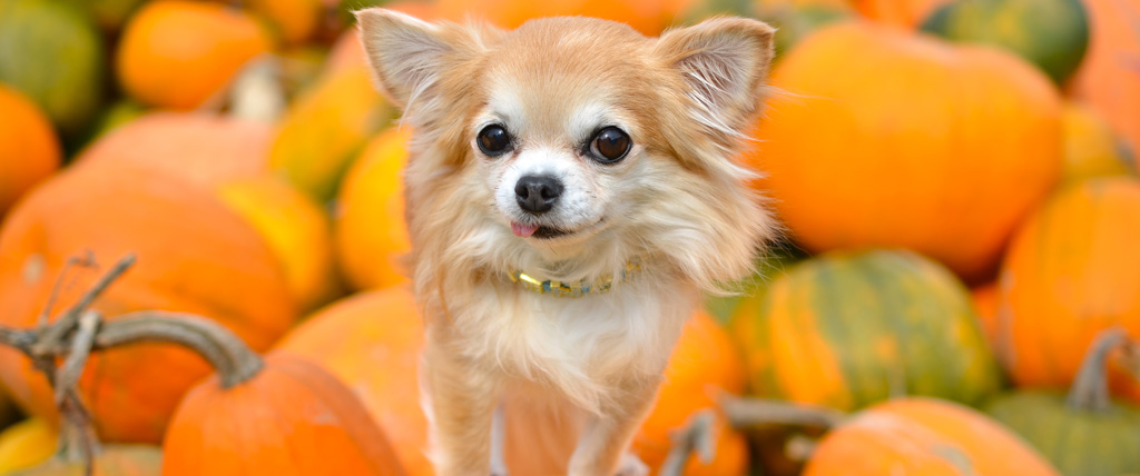Pet-Safety-And-Halloween