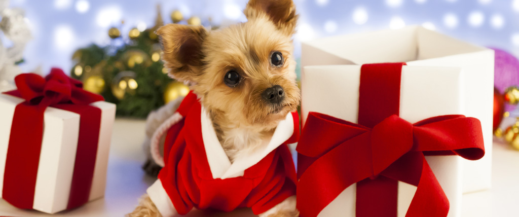 Gifting a Puppy for Christmas: Things to Consider