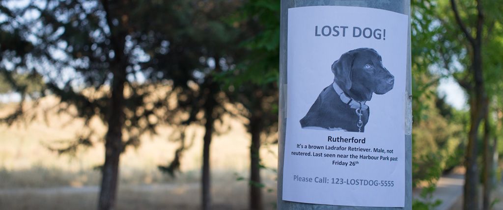 What-To-Do-If-You-Find-A-Lost-Pet
