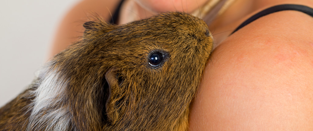All-About-Guinea-Pigs