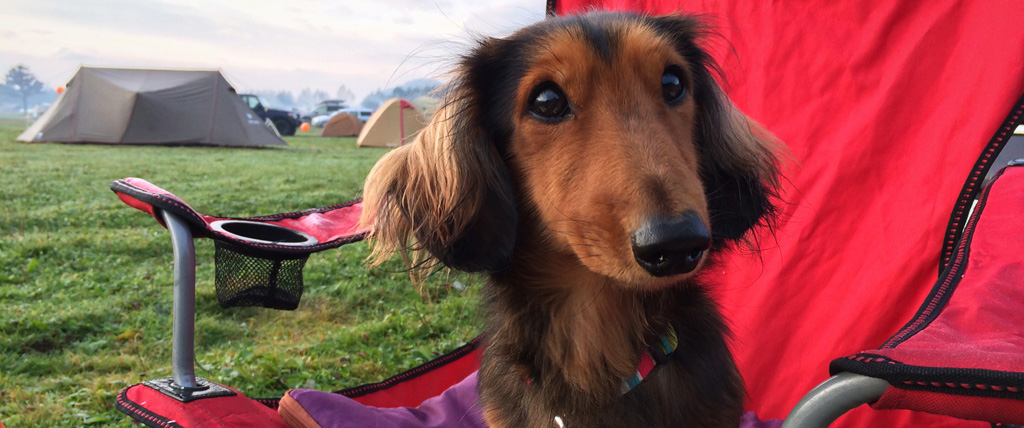 Camping-With-Your-Dog