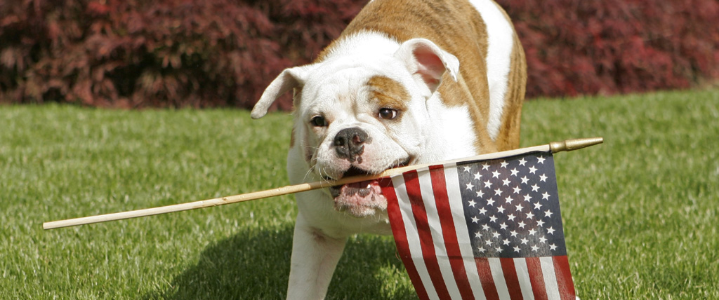 Safety Precautions For A Pet Safe July Fourth