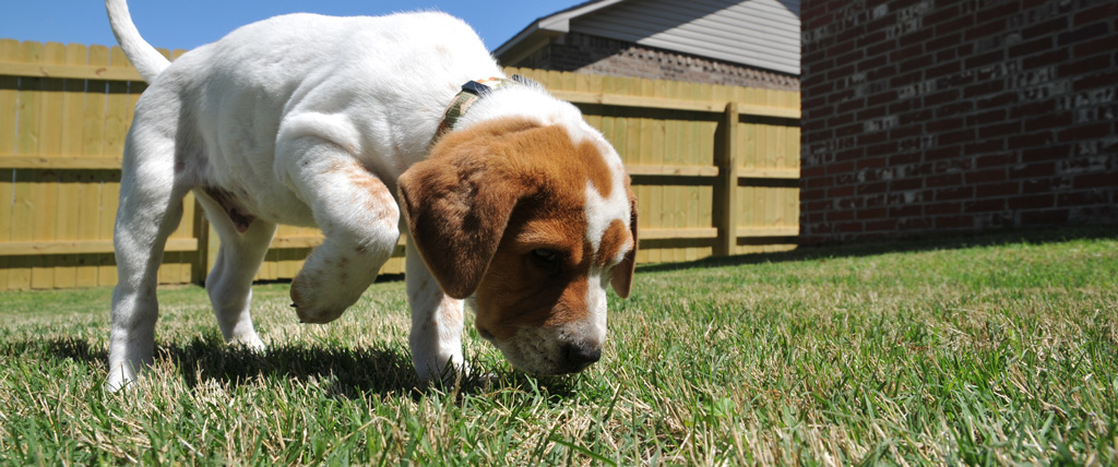 what do dogs sniff for when they poop