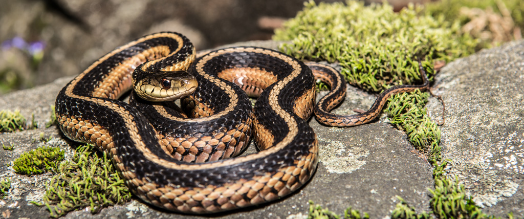 Garter Snakes Friend Or Foe Floofins Co