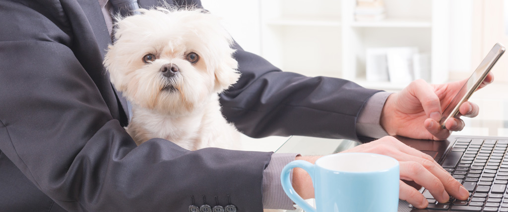 Featured image for “Take Your Pet To Work Week Essentials”