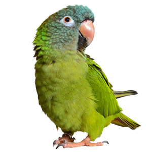 Bird Care Course