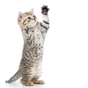Cat Care Course