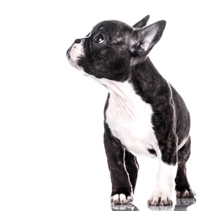 Dog Care Course