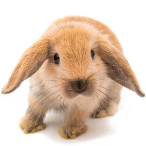 Rabbit Care Course
