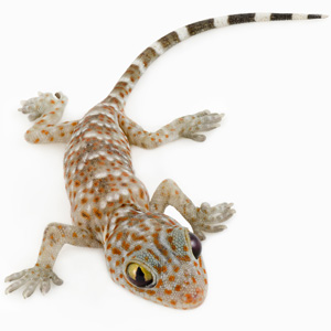 Reptile, Amphibian, and Fish Care Course