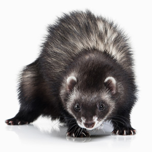 Small Animal Care Course