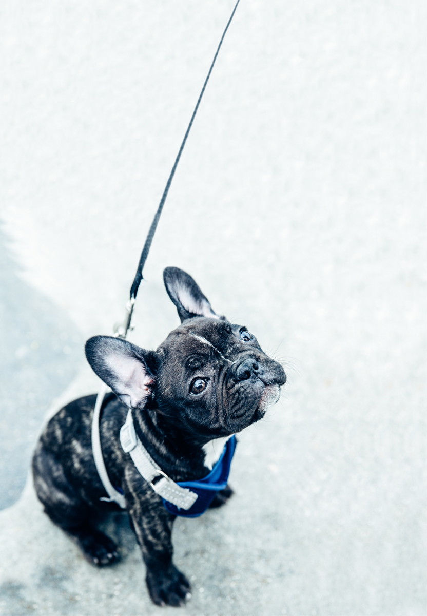 GPS Tracked Dog Walking Services