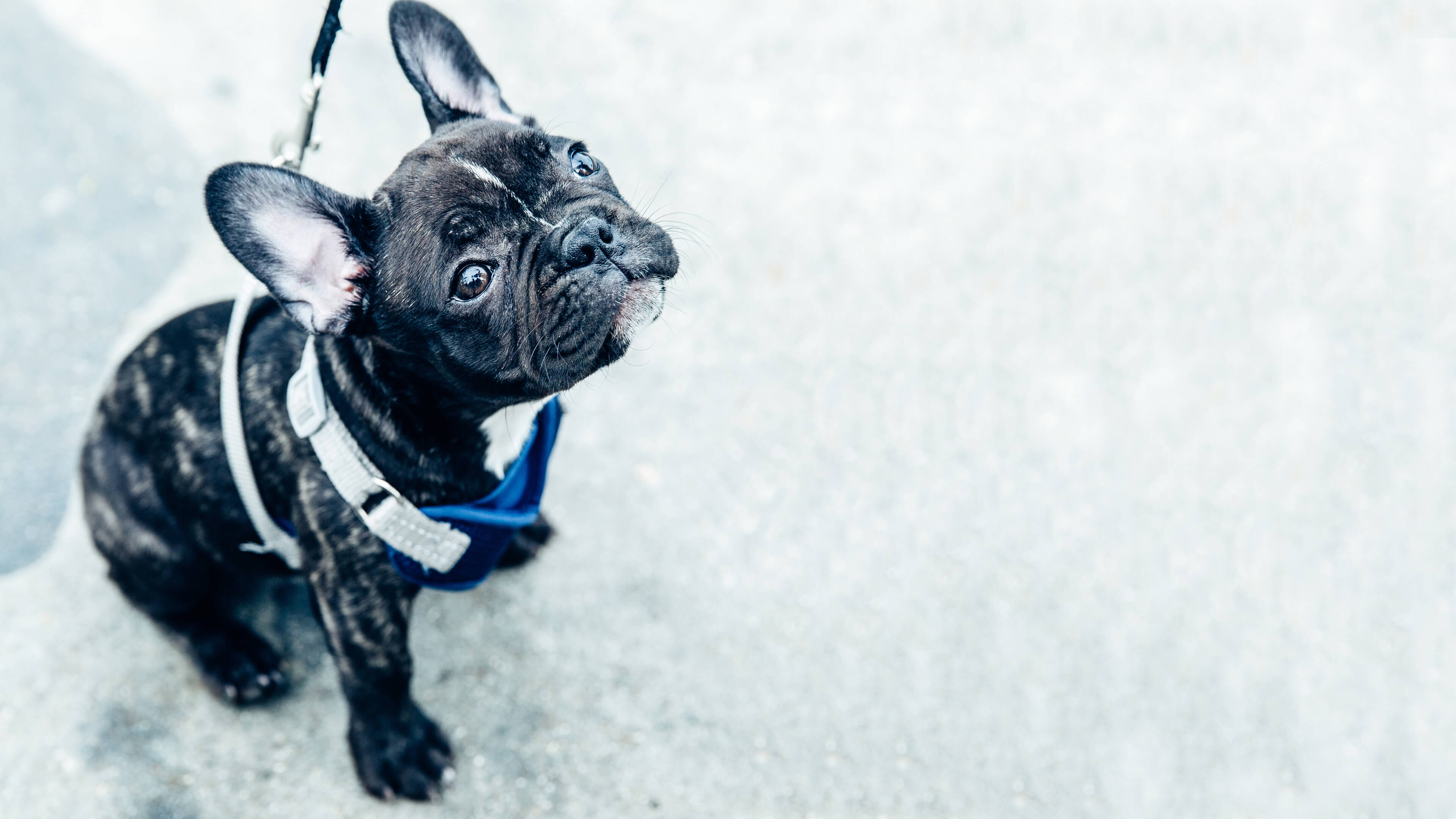 GPS Tracked Dog Walking Services