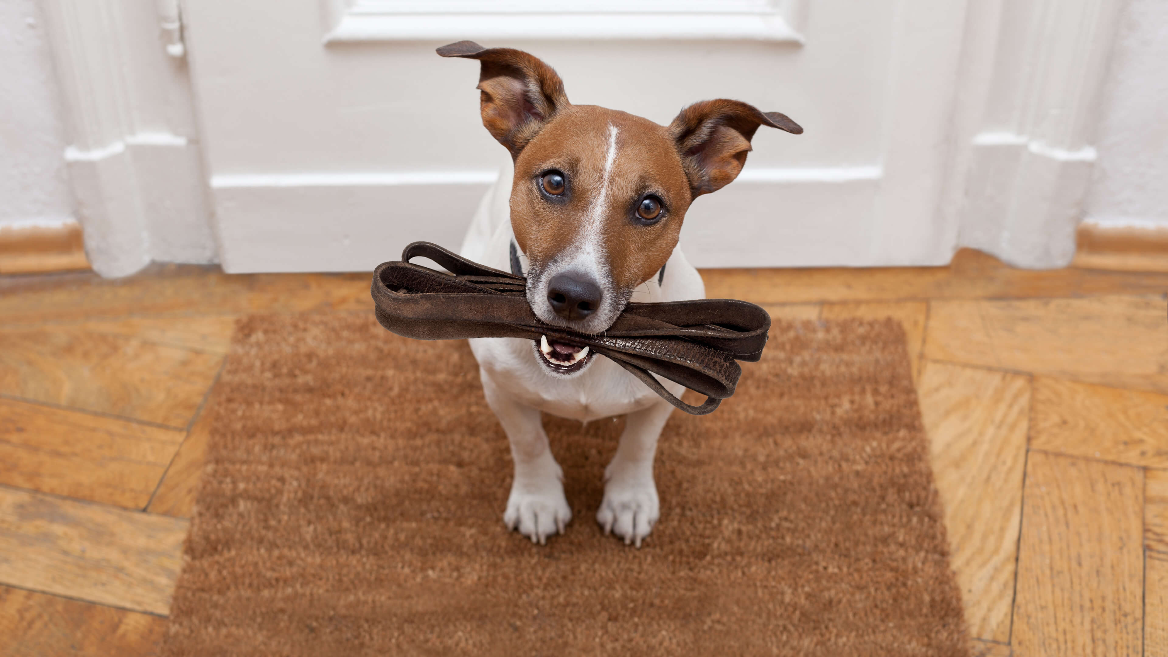 Private Dog Walking