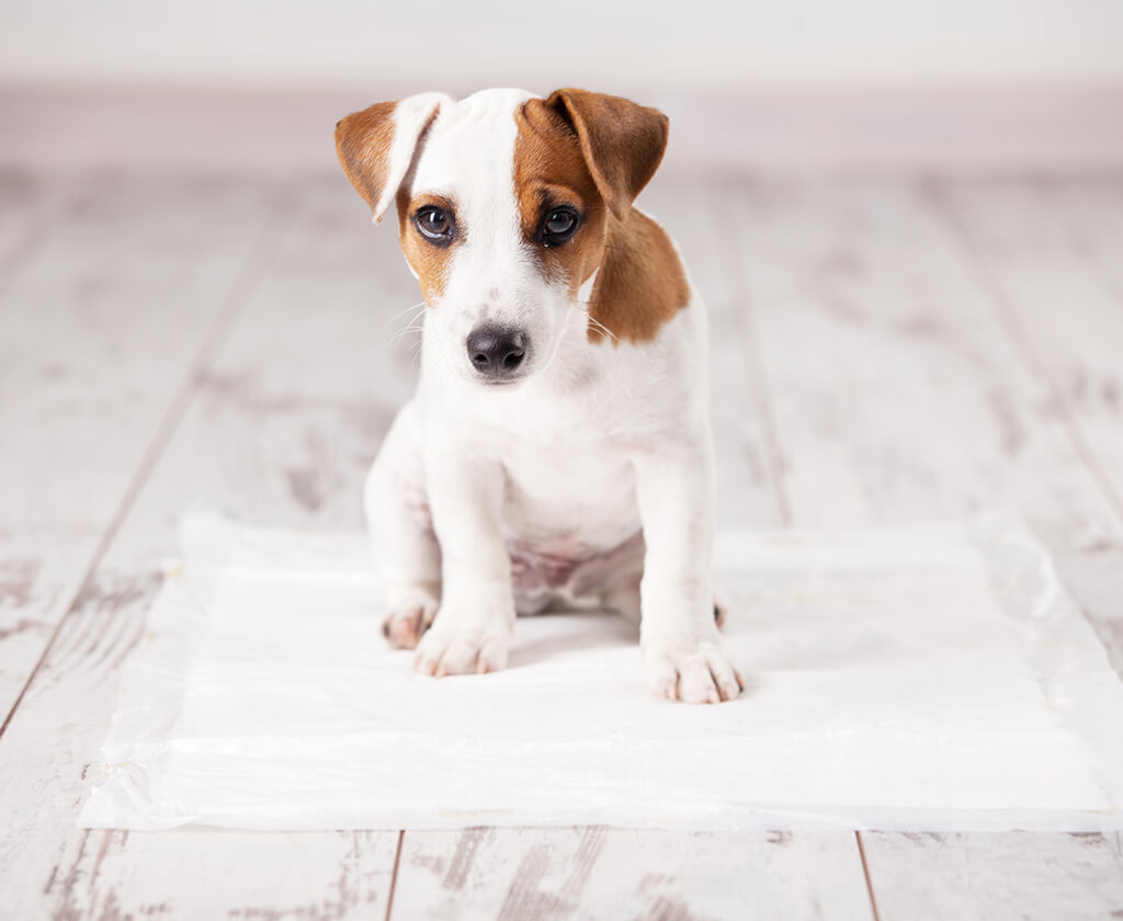 Puppy Breaks