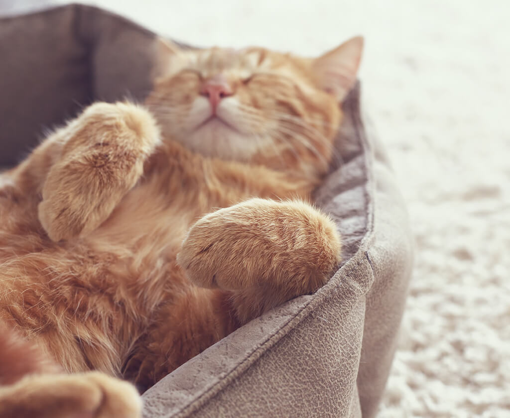 Vacation Cat Sitting