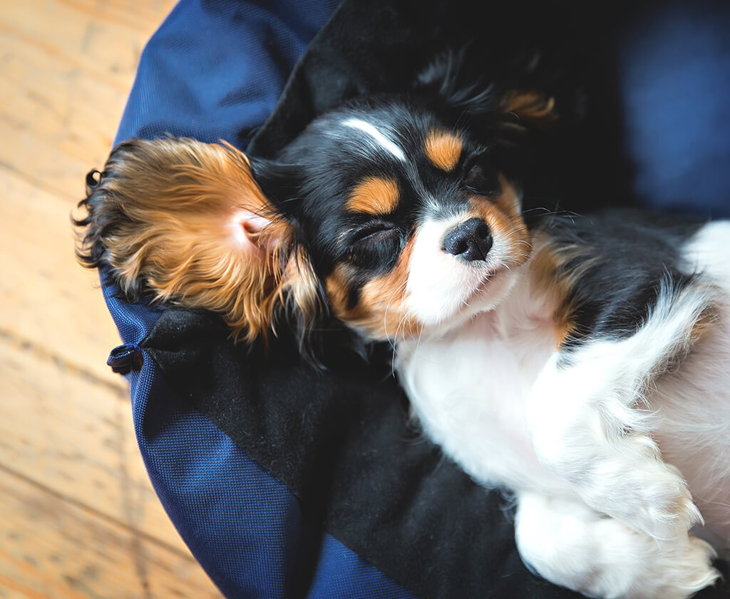 Vacation Dog Sitting