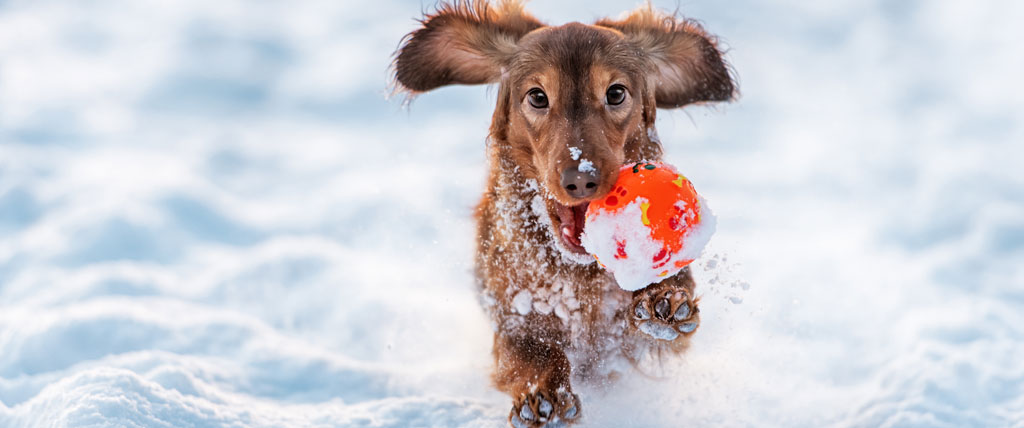 Featured image for “Keeping Your Pets Healthy in Winter”