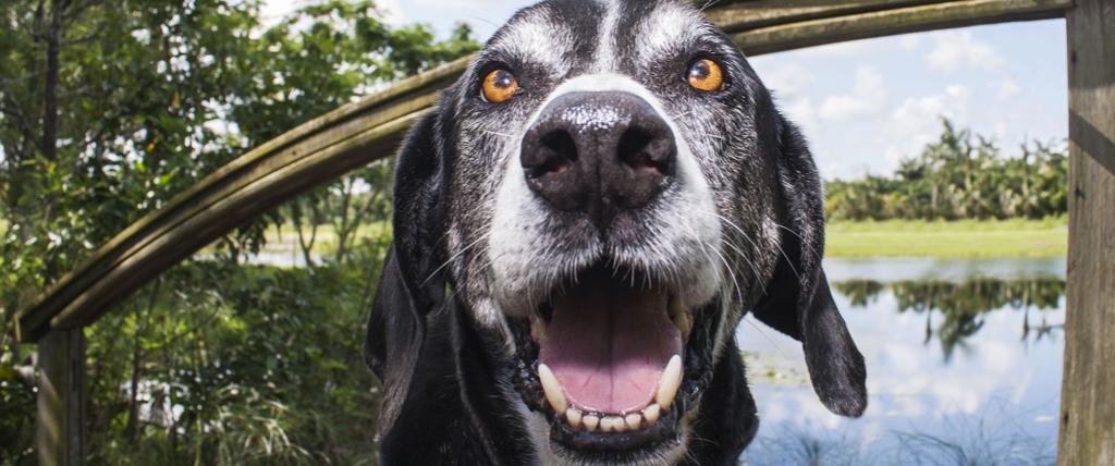 Featured image for “Adopt a Senior Pet Month”