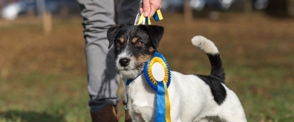 Featured image for “Where In The World is the Westminster Dog Show?”