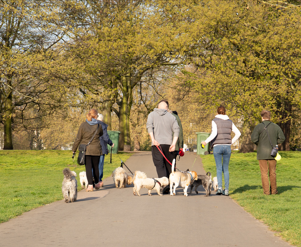 Featured image for “Walk Your Dog Month Is Here”