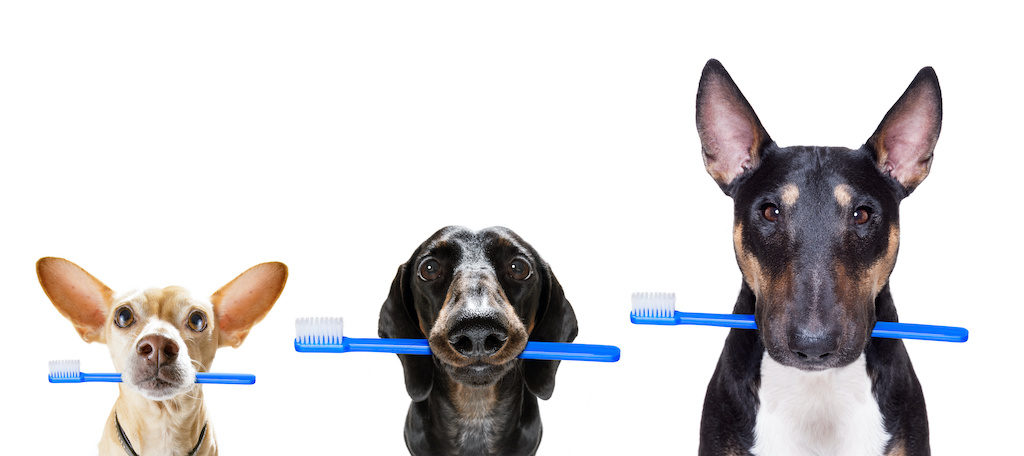 Featured image for “Get Out Your Toothbrush for Pet Dental Month”