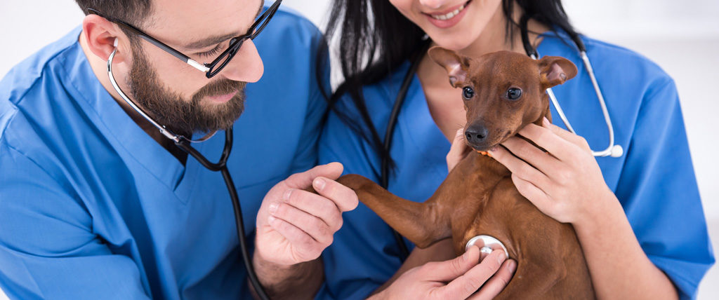 Featured image for “Celebrating National Veterinarian Technician Week”