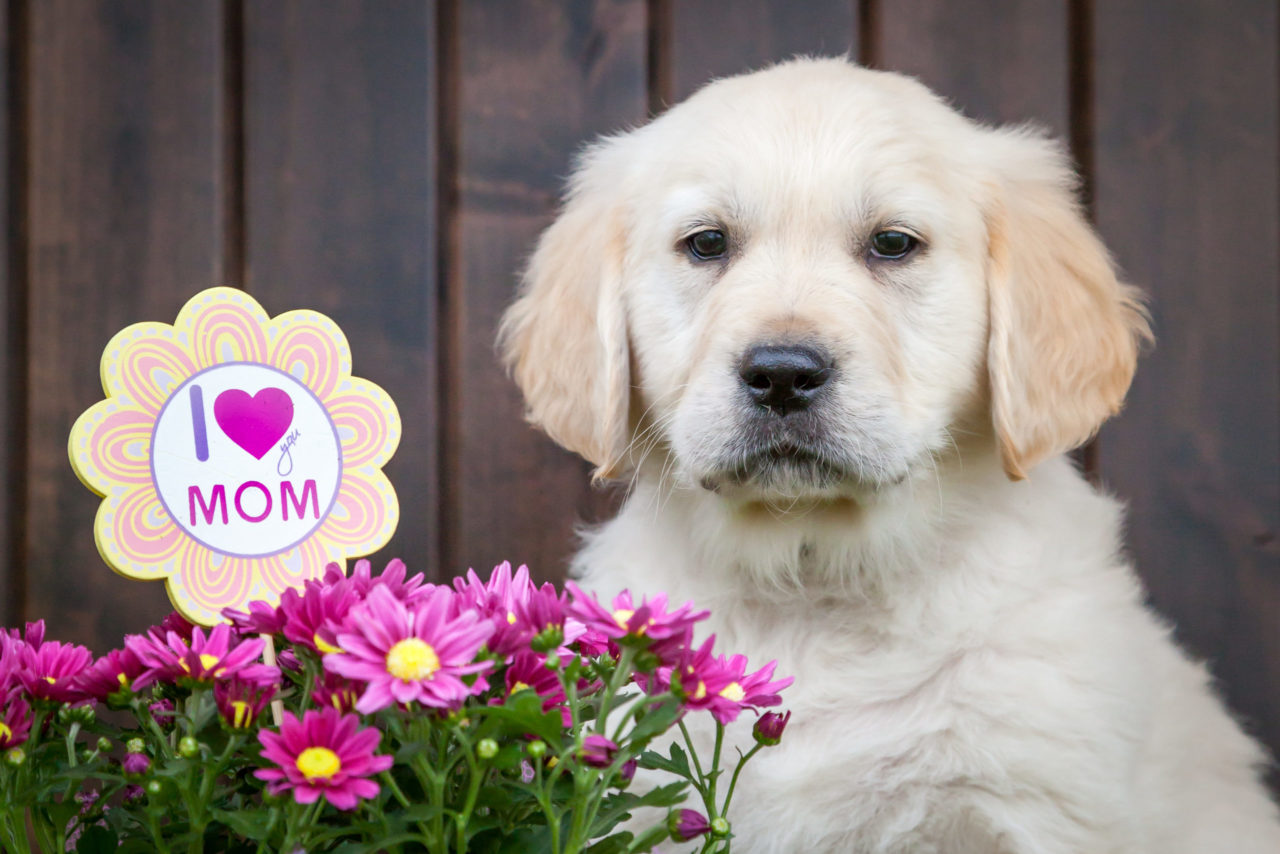 do dogs recognize their mothers