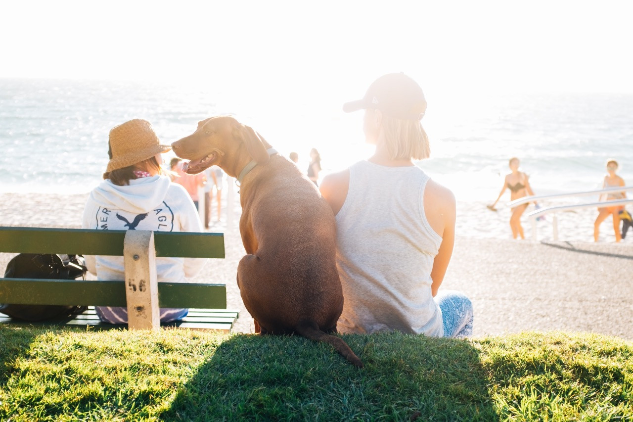 Featured image for “Summer Hot Weather Hazards For Pets”