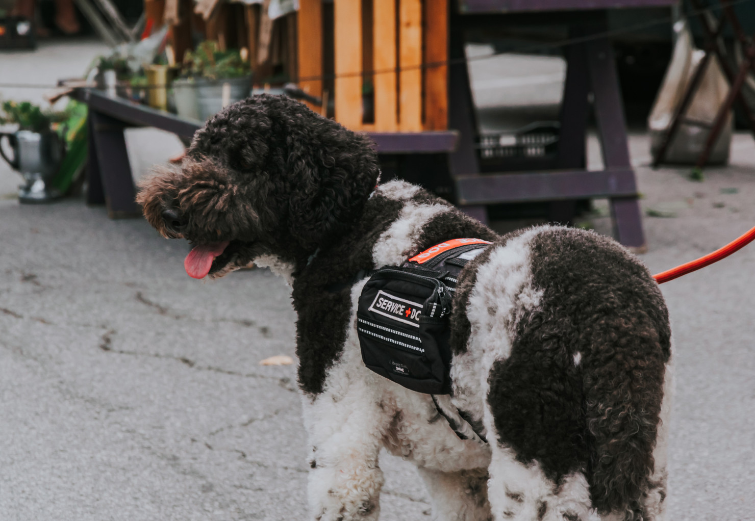 Featured image for “National Service Dog Month”