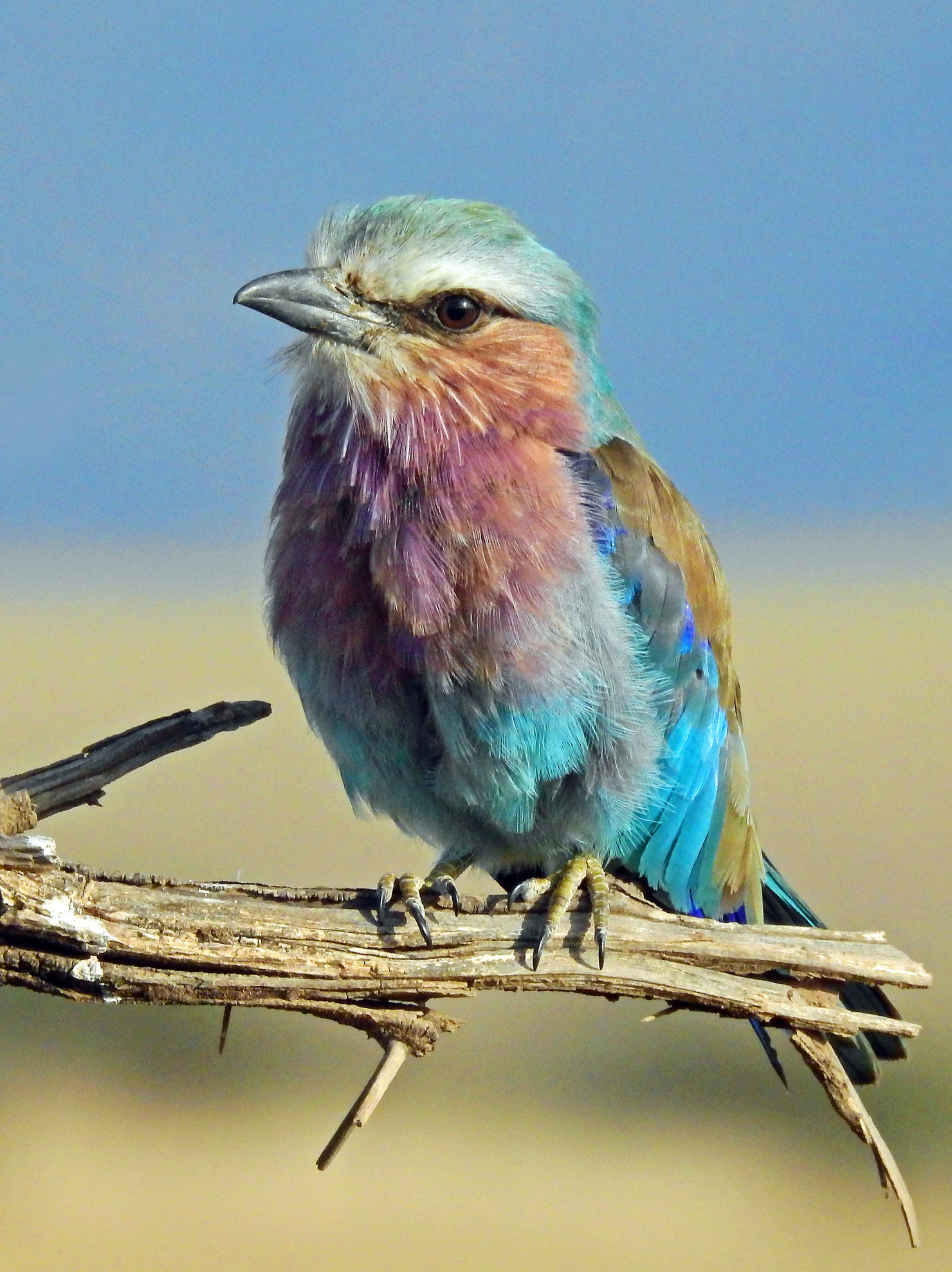 Featured image for “January is Adopt A Rescued Bird Month”