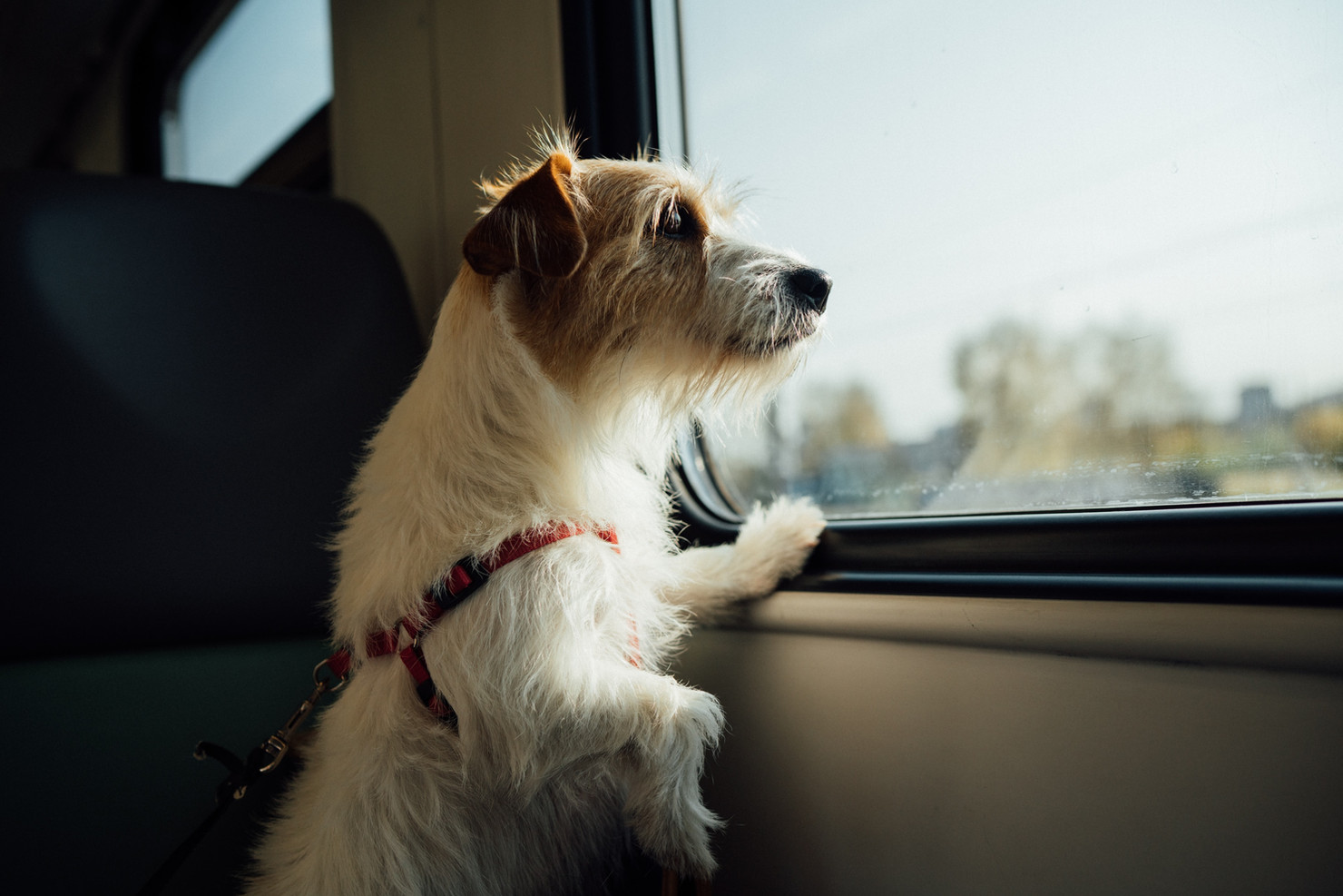 Featured image for “Pet Travel Safety Day Is January 2nd”