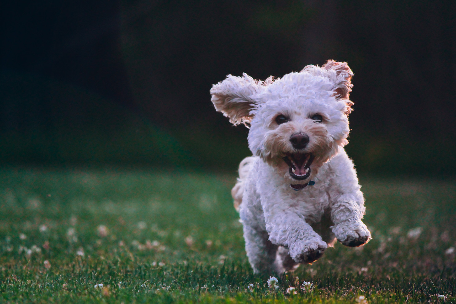 Featured image for “Take A Walk In the Park Day Is March 30th”