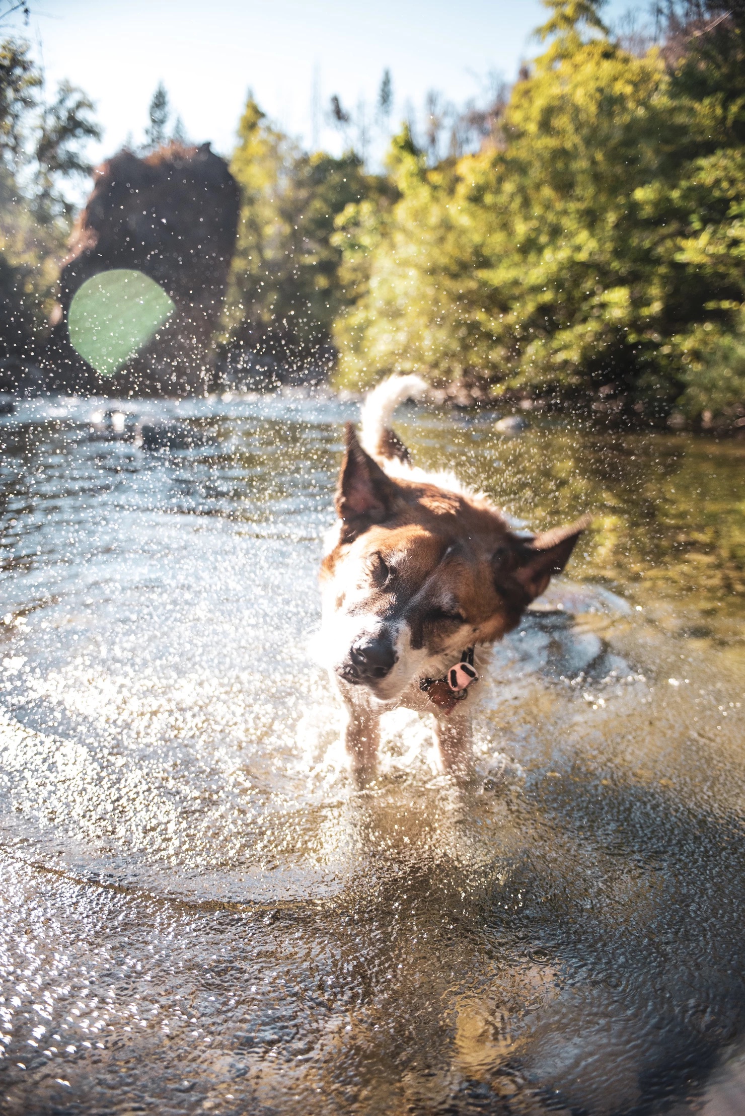 Featured image for “Let’s Celebrate Your Mutt on National Mutt Day”