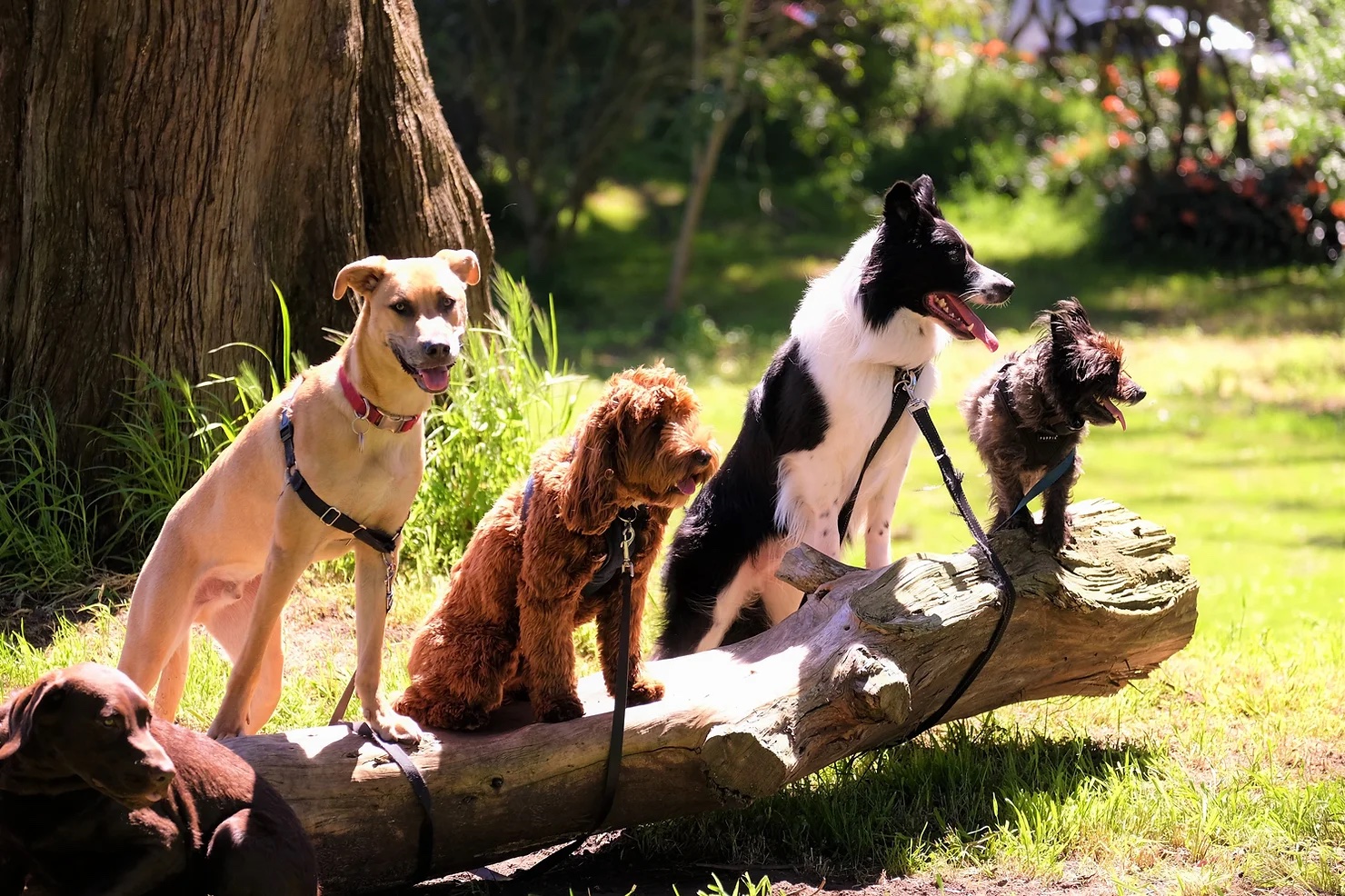 Featured image for “Celebrate Canines During National Dog Week”