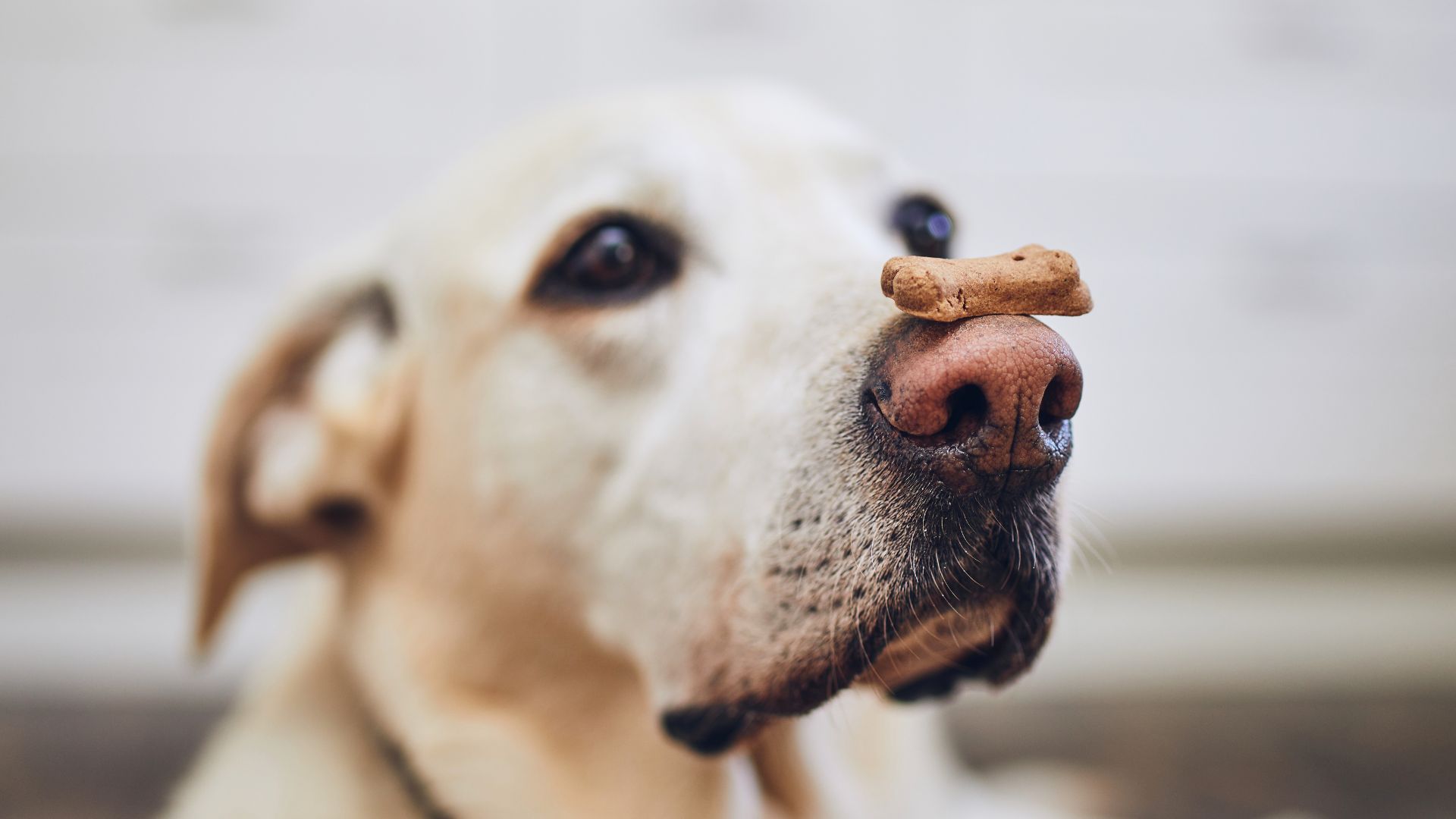 Featured image for “Get A Free Biscuit At Happy Dog Bakery”