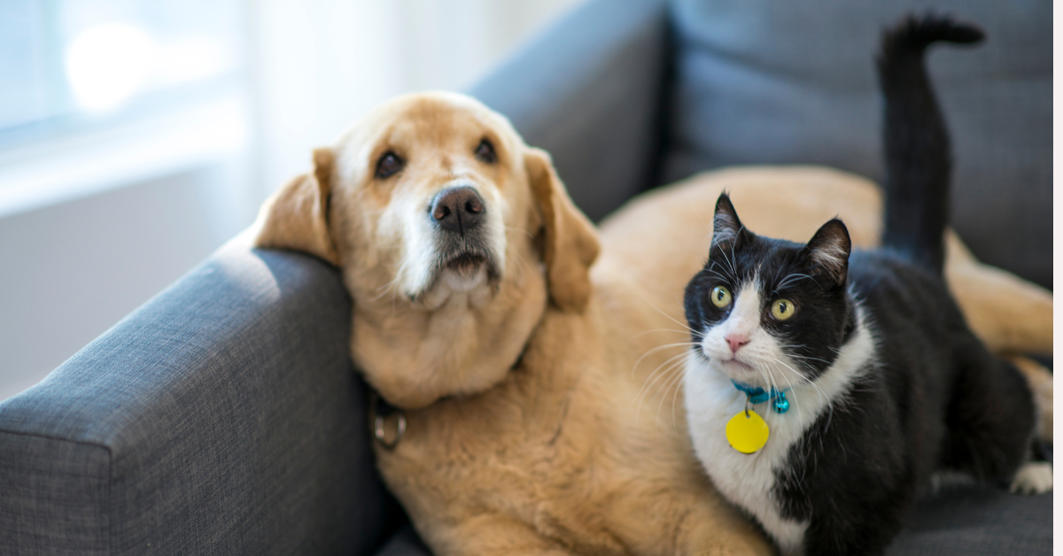 Featured image for “Employee-Based, Insured Pet Sitting Companies Are Top Dog”